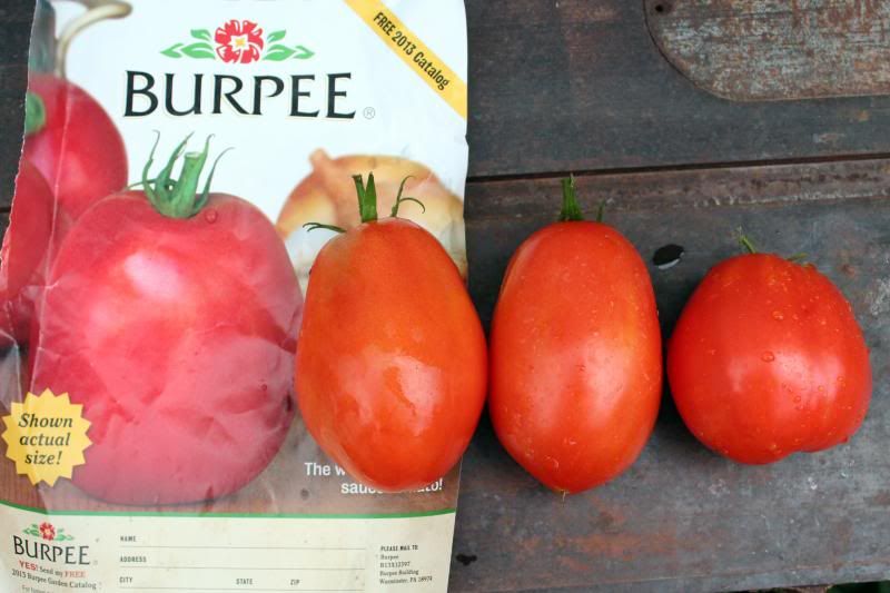  photo BurpeeSupersauce5_zpsce5344fe.jpg